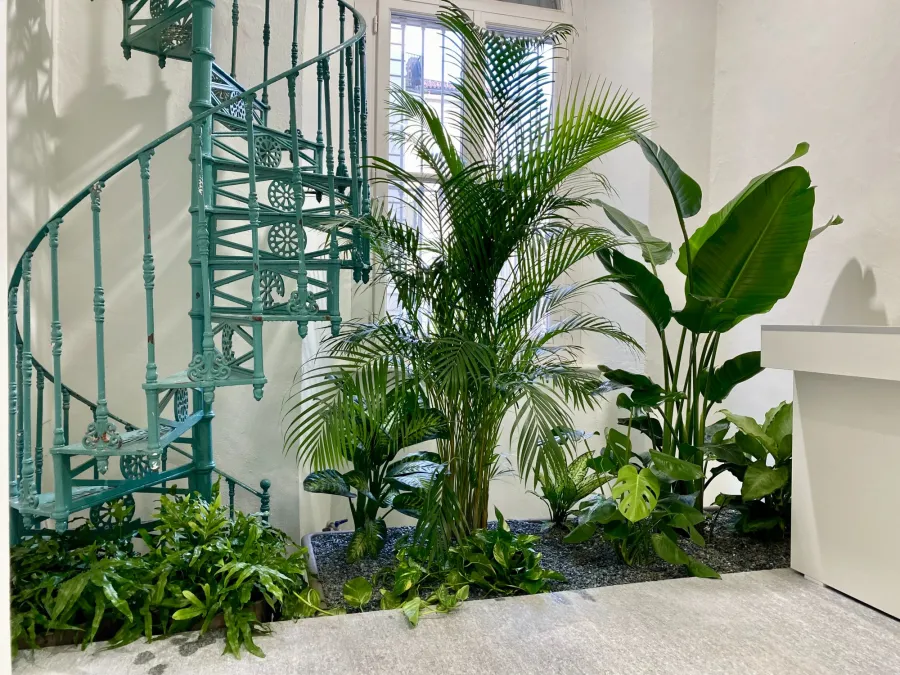 allestimento verde piante interno