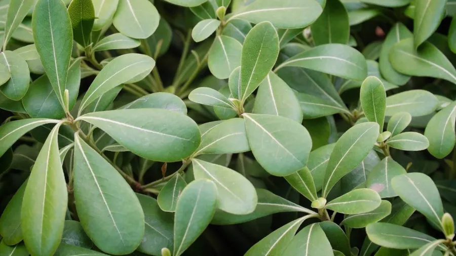 1 il giardino delle ortensie