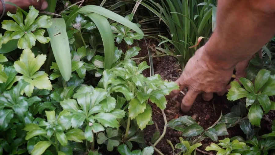 3 il giardino delle ortensie