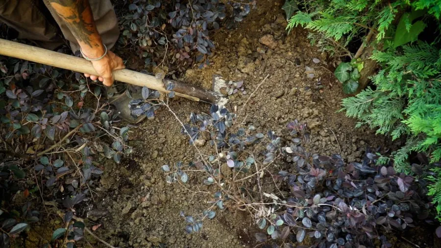 4 il giardino delle ortensie