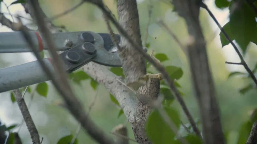 5 il giardino delle ortensie
